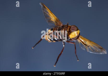 Hornet mimic hoverfly (Volucella zonaria, Volucella zonalis), in flight, Germany Stock Photo
