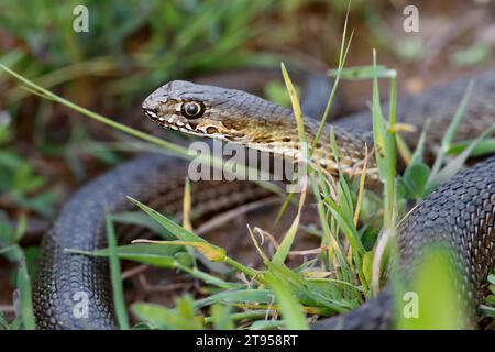 Montpellier snake (Malpolon monspessulanus insignitus, Malpolon insignitus), portrait on the ground, side view, Croatia Stock Photo