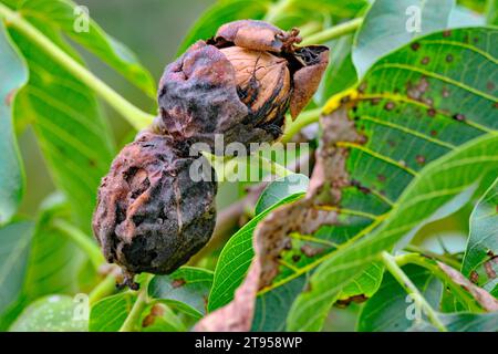 walnut (Juglans regia), damagee on walnut tree, Marssonina disease, Xanthomonas juglandis and Rhagoletis completa, Germany Stock Photo