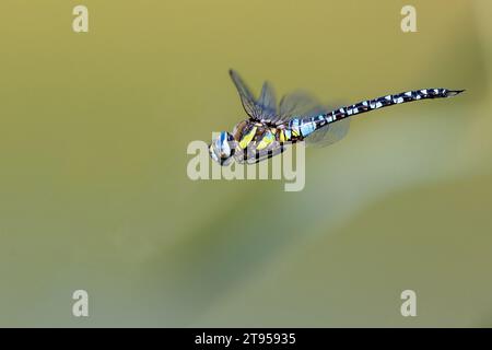 scarce aeshna, migrant hawker (Aeshna mixta), in flight, side view, Netherlands, Frisia Stock Photo