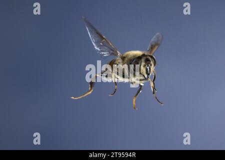 Drone fly Eristalis tenax), female in flight, Germany Stock Photo