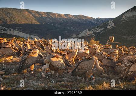 griffon vulture, Eurasian griffon vulture (Gyps fulvus), large troop looking for food residue at the bait place, Spain, Extremadura, Sierra de San Stock Photo