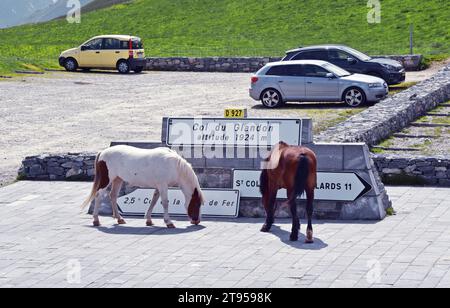 horses and cars in the car park at the Col du Glandon, France, Savoie, Maurienne Stock Photo