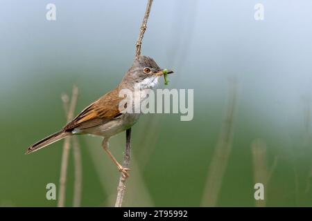 whitethroat, greater whitethroat, common whitethroat (Sylvia communis, Curruca communis), male perching at a plant stem with a caterpillar in the Stock Photo