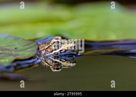 Coruna frog, Iberian waterfrog, Iberian green frog, Perez's frog (Pelophylax perezi, Rana perezi, Rana ridibunda perezi), at the water surface, Stock Photo
