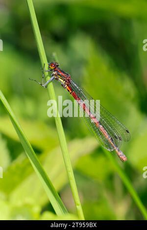 large red damselfly (Pyrrhosoma nymphula), female sitting at a blade of grass, side view, Germany Stock Photo