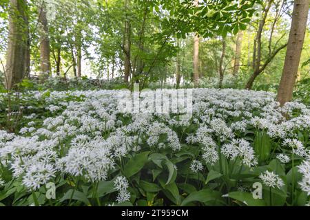 ramson, buckrams, wild garlic, broad-leaved garlic, wood garlic, bear leek, bear's garlic  (Allium ursinum), blooming in a forest, Netherlands, Stock Photo