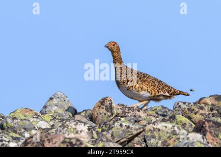 willow grouse, willow ptarmigan (Lagopus lagopus), hen standing on a stone wall in the fjell, side view, Norway, Varanger Peninsula, Varangerhalvoeya Stock Photo