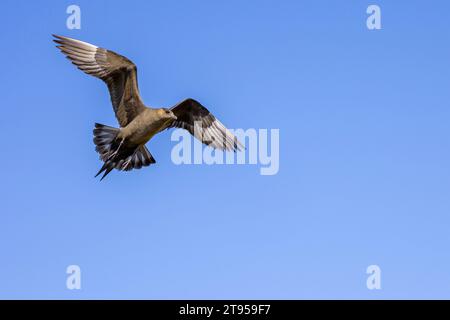 Parasitic Jaeger, Arctic Skua, Parasitic Skua (Stercorarius parasiticus), in flight, dark phase, Norway, Varanger Peninsula, Varangerhalvoeya Stock Photo