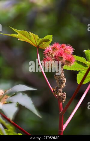 castor-oil plant, castor oil plant, ricin, Castor bean, Castorbean (Ricinus communis), inflorescence Stock Photo