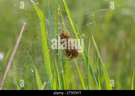 cross orbweaver, European garden spider, cross spider (Araneus diadematus), young spiders in web, Germany Stock Photo