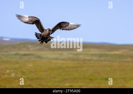 Parasitic Jaeger, Arctic Skua, Parasitic Skua (Stercorarius parasiticus), in flight, dark phase, calling, Norway, Varanger Peninsula, Stock Photo