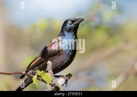 Male Common Grackle (Quiscalus quiscula) perched on small Birch Tree branch, with blurry background in northern Minnesota USA Stock Photo