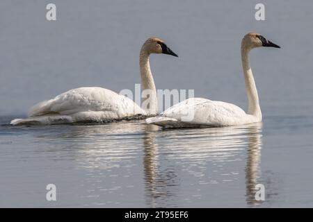 Pair Trumpeter Swans (Cygnus buccinator) swimming in remote lake reflection in water in the Chippewa National Forest, northern Minnesota USA Stock Photo