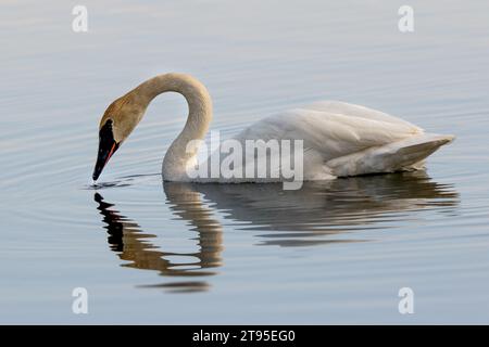 Trumpeter Swan (Cygnus buccinator) swimming in lake with reelection in the Chippewa National Forest, northern Minnesota USA Stock Photo