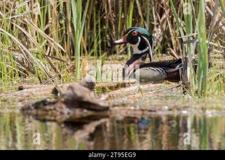 Drake Wood Duck (Aix sponsa) swimming in marshy cattail swamp in the Chippewa National Forest, northern Minnesota USA Stock Photo