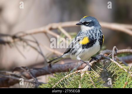 Pine Warbler Perched in Spruce Stock Photo - Alamy