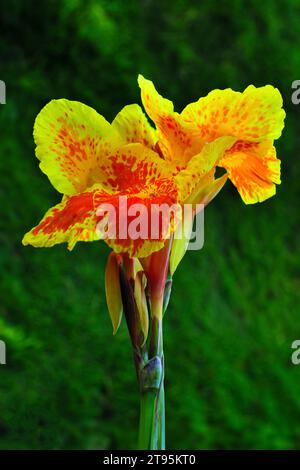 Canna flower also called canna lily in the garden. Beautiful orange and yellow tropical flowers close up. Stock Photo