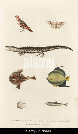 Alligator 1, amadavade or red avadavat 2, anchovy 3, angel fish 4, common angler 5, angle shades moth 6, and anomia shell 7. Handcoloured copperplate engraving by Moses Harris from William Frederic Martyn’s A New Dictionary of Natural History, Harrison, London, 1785. Pseudonym of William Fordyce Mavor, Scottish priest, teacher and writer, 1758-1837. Stock Photo