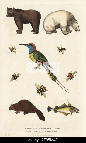 Brown bear 1, white bear or polar bear 2, beaver 3, Indian bee-eater or ...