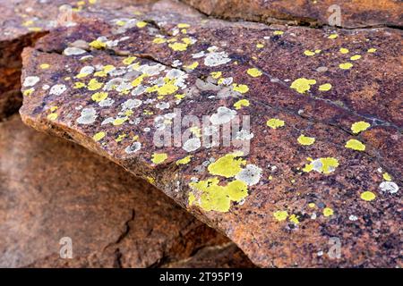 Colorful greenish-yellow crustose lichen on rock wall in Clear Creek Canyon - Golden, Colorado, USA Stock Photo