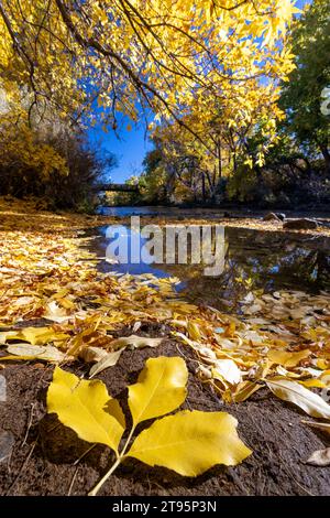 Fallen leaf and vibrant fall colors on Clear Creek in autumn - Golden, Colorado, USA Stock Photo