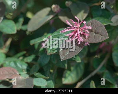 loropetalum chinese plant in bloom close up with sunlight outdoors Stock Photo