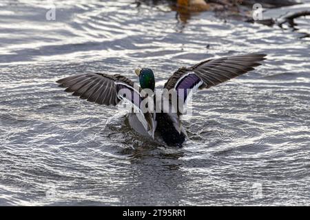 A male mallard duck washing itself flapping its wings in the water raising water drops in the air in Burnaby Lake park, Burnaby, BC, Canada. Stock Photo