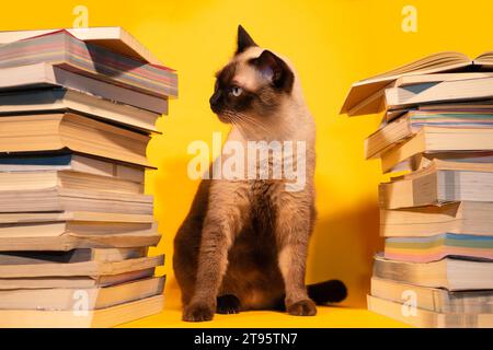 Siamese cats hiding in a pile of books. Stock Photo