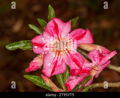 Spectacular and unusual red and pink striped flowers and dark green leaves of African Desert Rose, Adenium obesum, on dark background Stock Photo