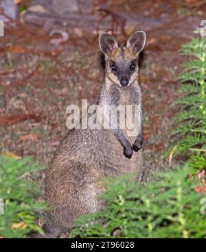 Australian Swamp Wallaby, Wallabia bicolour, in the wild, standing among green vegetation and staring directly at the camera, in Queensland Stock Photo