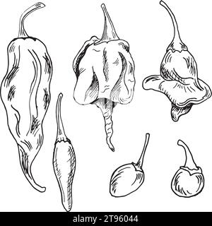 Set with hot peppers vector illustration isolated on white background. Hand drawn ink trinidad scorpion hot pepper. Dragon breath pepper black white g Stock Vector