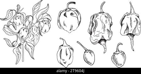 Hot peppers bush vector illustration isolated on white. Hand drawn ink trinidad scorpion pepper. Dragon breath pepper black white graphic. Hot pepper Stock Vector
