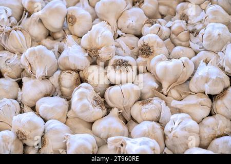 White garlic pile texture. Fresh garlic on market table closeup photo. Vitamin healthy food spice image. Spicy cooking ingredient picture. Pile of whi Stock Photo