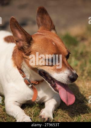 Jack russell hot sale on heat