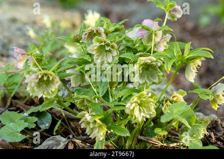 Double green pink Helleborus hybrid in flower  Stock Photo