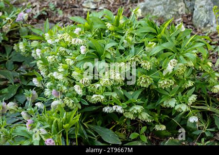 Double green pink Helleborus hybrid in flower  Stock Photo