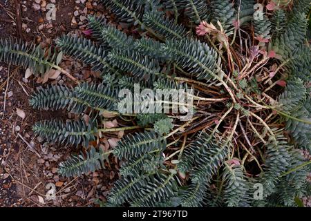 Closeup of the fleshy leaves of the low growing evergreen garden succulent  euphorbia myrsinites. Stock Photo