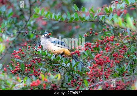 A White-eared Sibia stands on a pyracantha branch covered with red berries. Heterophasia auricularis. Sun-Link-Sea Forest and Nature Resort in Taiwan. Stock Photo