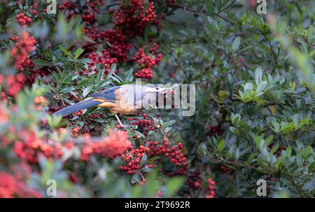 A White-eared Sibia stands on a pyracantha branch covered with red berries. Heterophasia auricularis. Sun-Link-Sea Forest and Nature Resort in Taiwan. Stock Photo