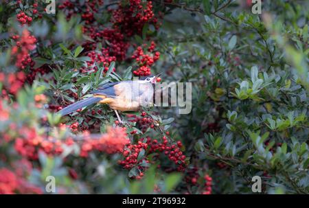 A White-eared Sibia stands on a pyracantha branch covered with red berries. Heterophasia auricularis. Sun-Link-Sea Forest and Nature Resort in Taiwan. Stock Photo