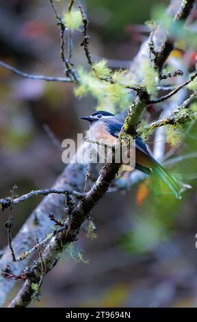 A White-eared Sibia stands on a pyracantha branch. Heterophasia auricularis. Sun-Link-Sea Forest and Nature Resort in Taiwan. Stock Photo