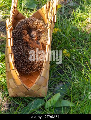 Hedgehog on the spring lawn Stock Photo
