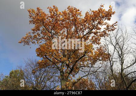 View of a beautiful golden-yellow oak crown in autumn against a cloudy blue sky Stock Photo