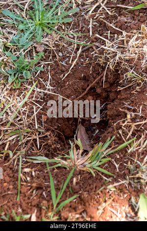 One of many conical holes dug overnight by a long-nosed bandicoot, Perameles nasuta, in ground of avocado orchard in Queensland, Australia. Stock Photo