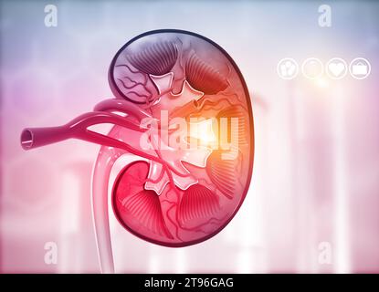 Human kidney cross section on science background. 3d render Stock Photo