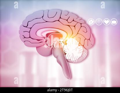 Cross section of human brain on medical background. 3d illusstration Stock Photo