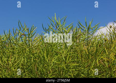 Rapeseed seed pods, close up Stems of rapeseed, Green Rapeseed field. Stock Photo