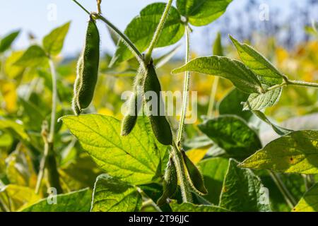 Soybean pods, close up. Agricultural soy plantation on the sunny field bokeh background. Soy bean plant in sunny field. Stock Photo