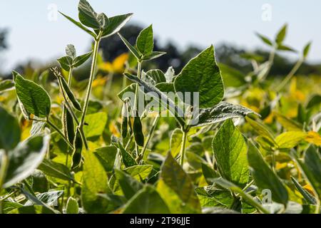 Soybean pods, close up. Agricultural soy plantation on the sunny field bokeh background. Soy bean plant in sunny field. Stock Photo